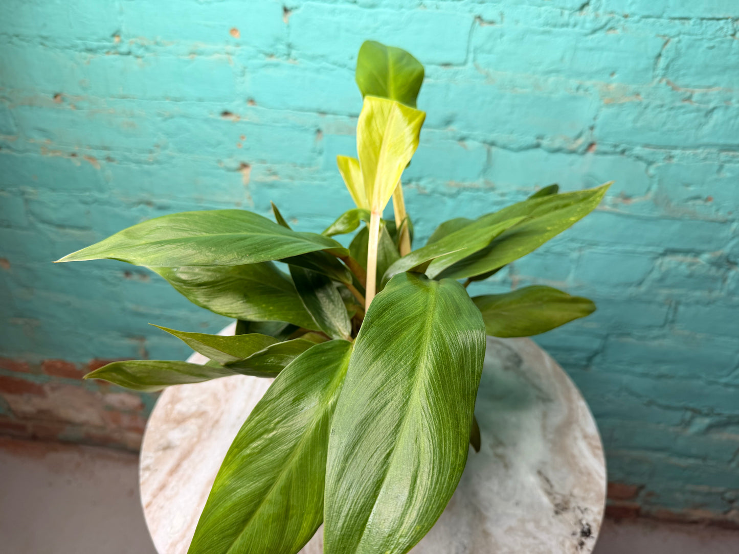 Philodendron Melinonii 4”