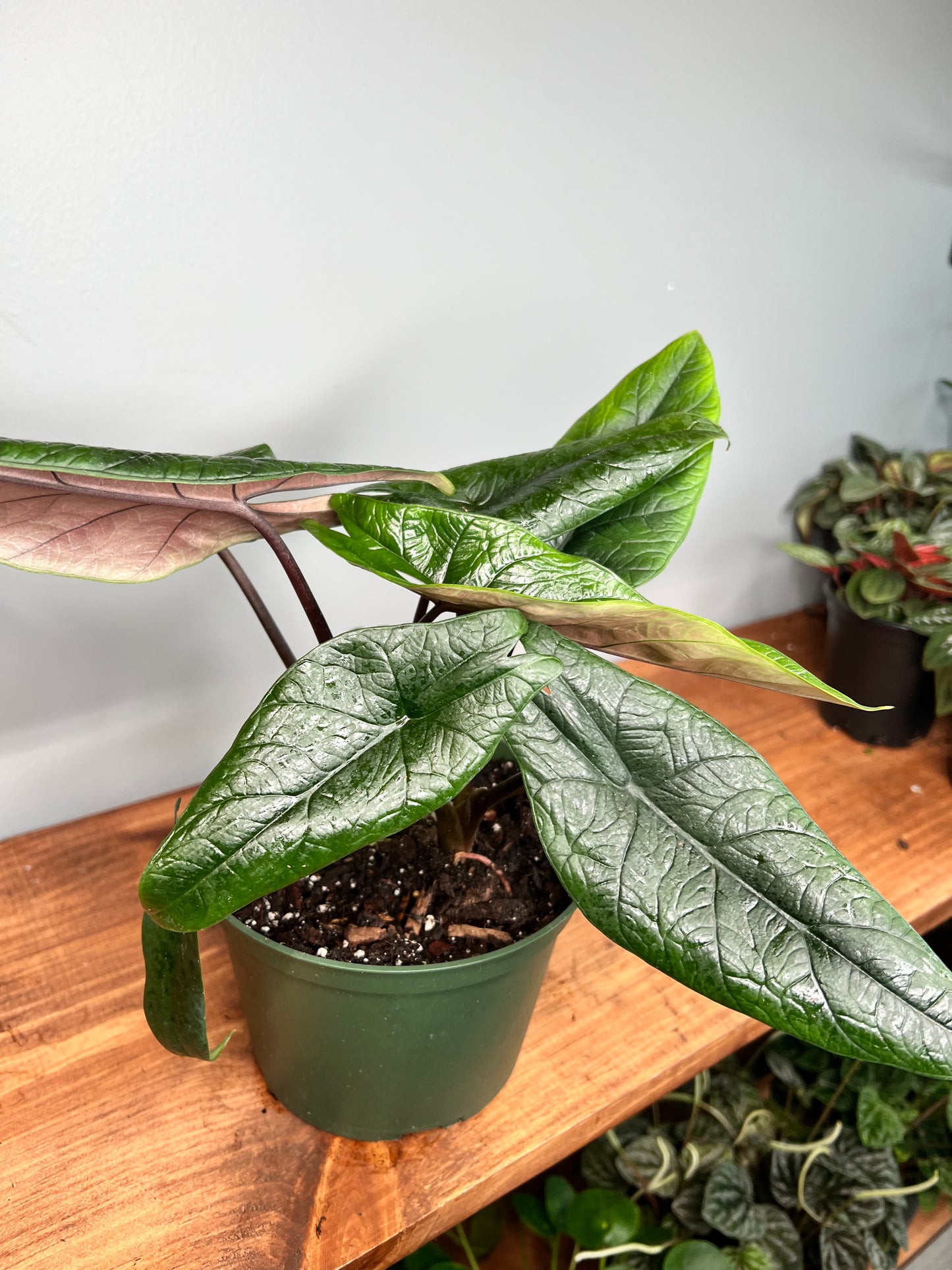 Alocasia scalprum 6”