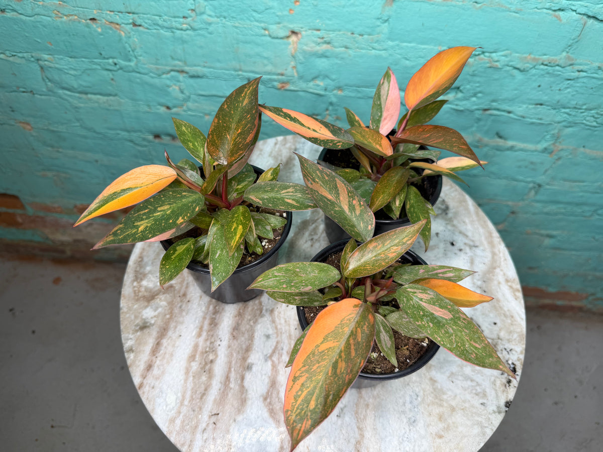 Philodendron Orange Princess 4”