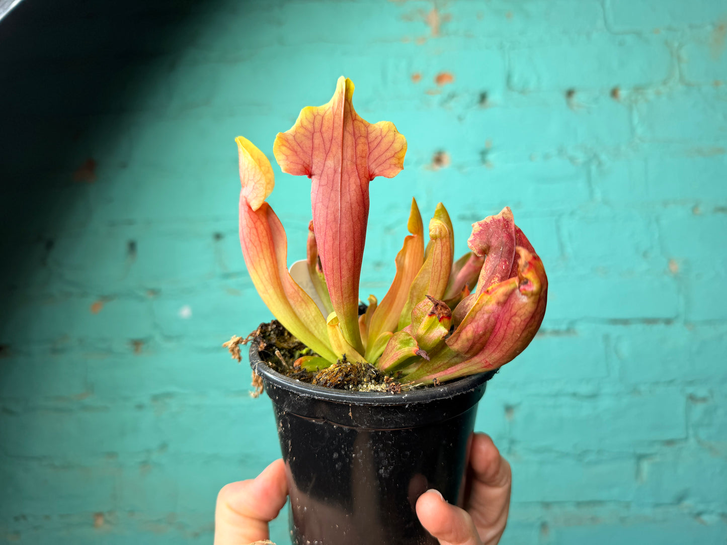 Sarracenia Maroon 4”