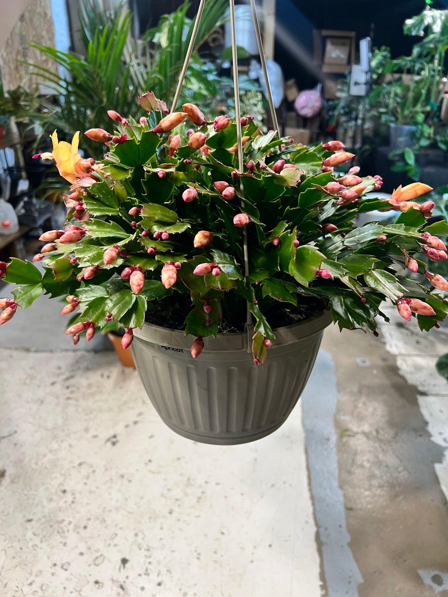 Christmas Cactus 10” basket