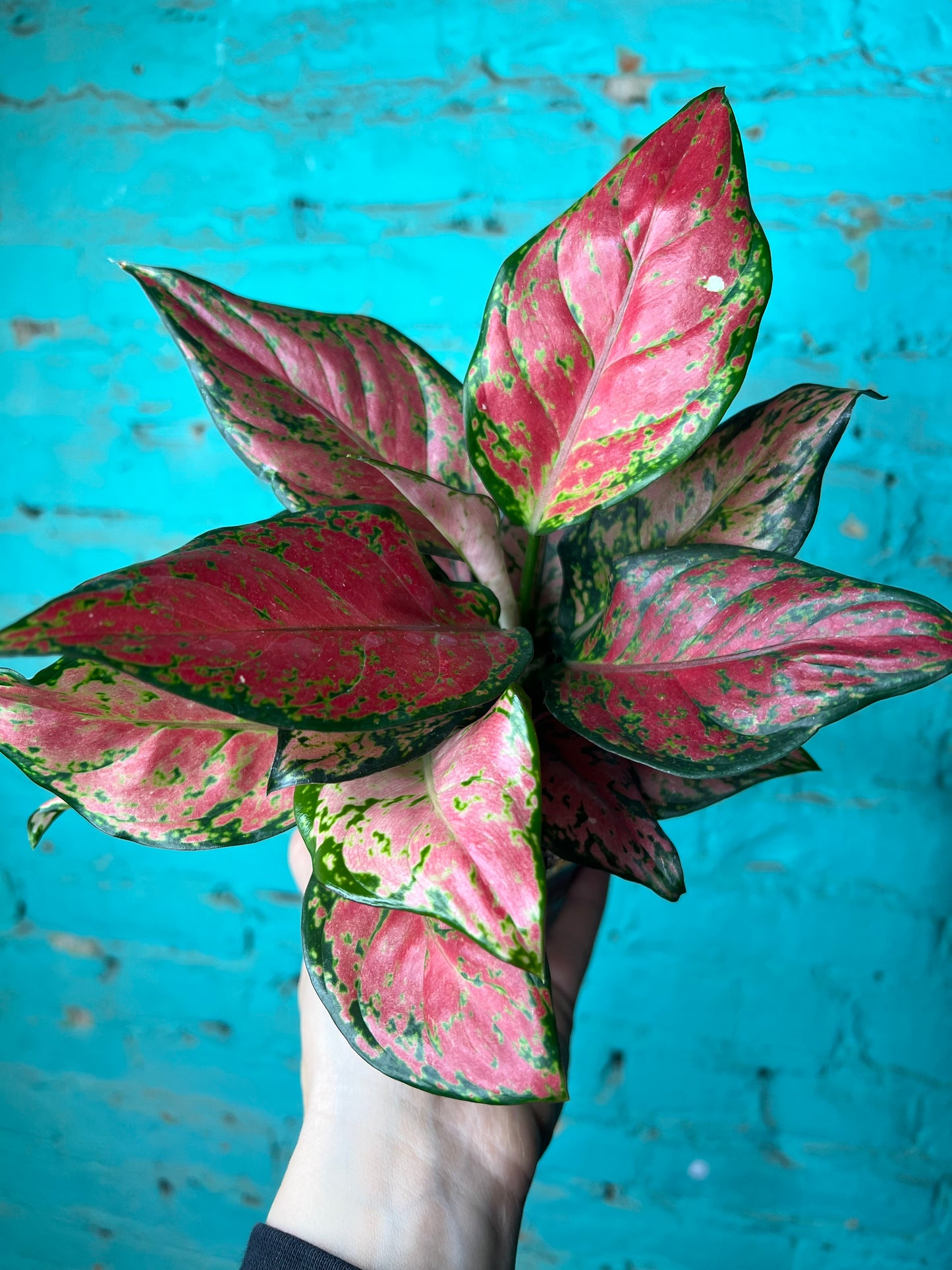 Algeonma Black Maroon 4”