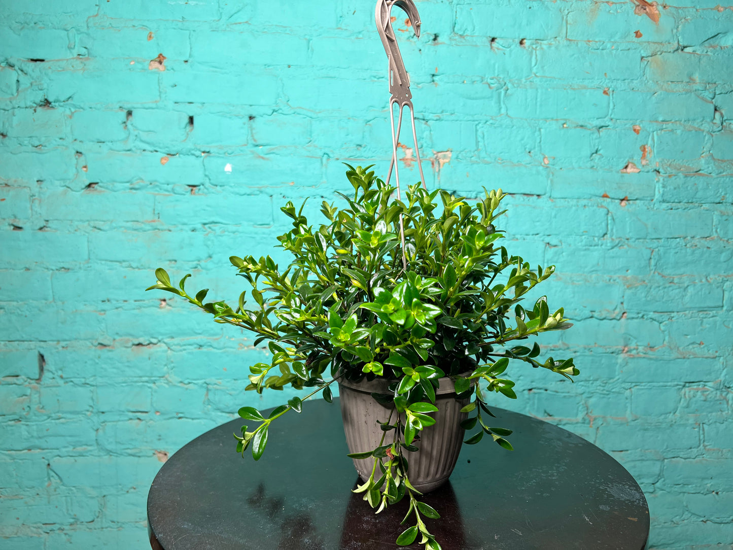 Goldfish plant 6” basket