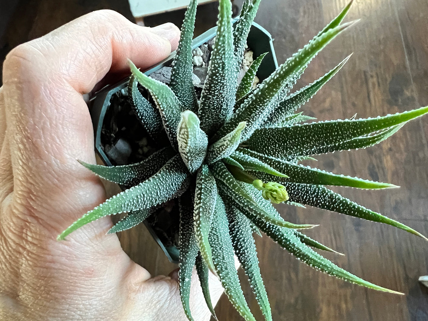 Haworthia -Zebra Plant