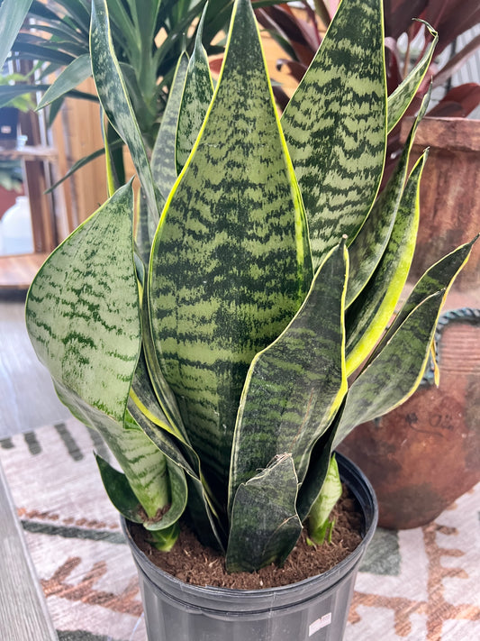 Snake plant 8”