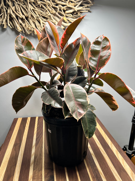 Rubber Tree - Ruby variegated 10”