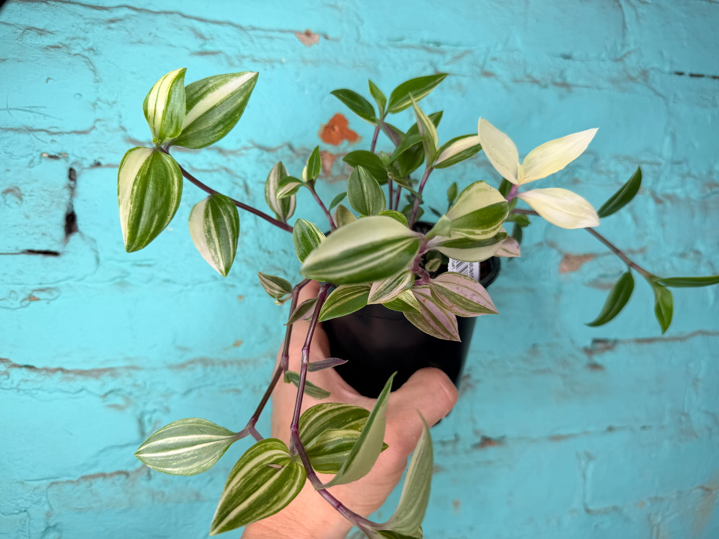 Tradescantia F Tricolor