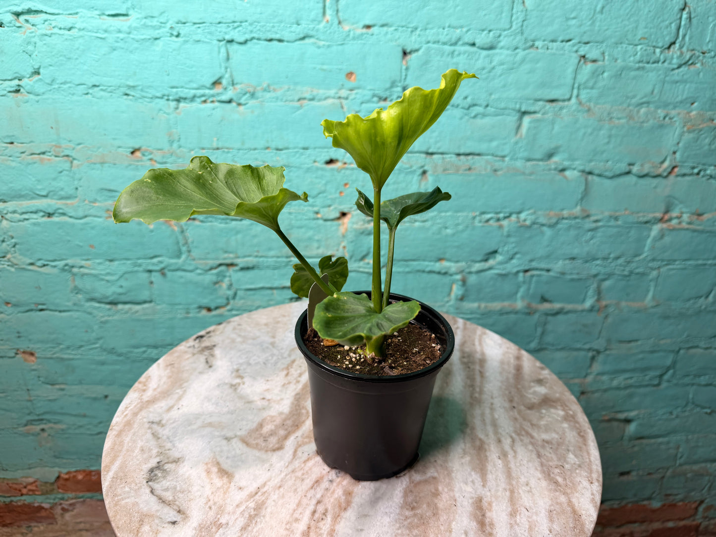Philodendron Selloum (Hope) 4”