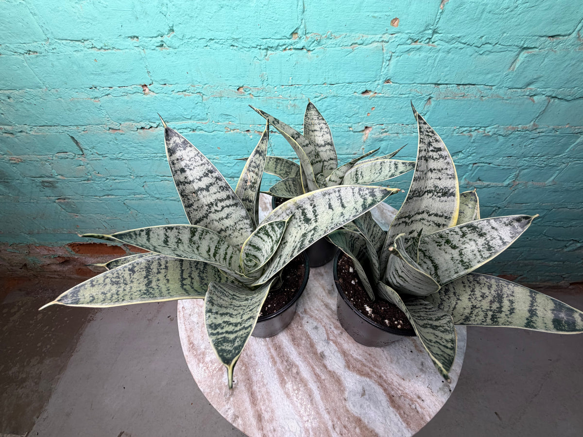 Sansevieria “Snake Plant” 4”
