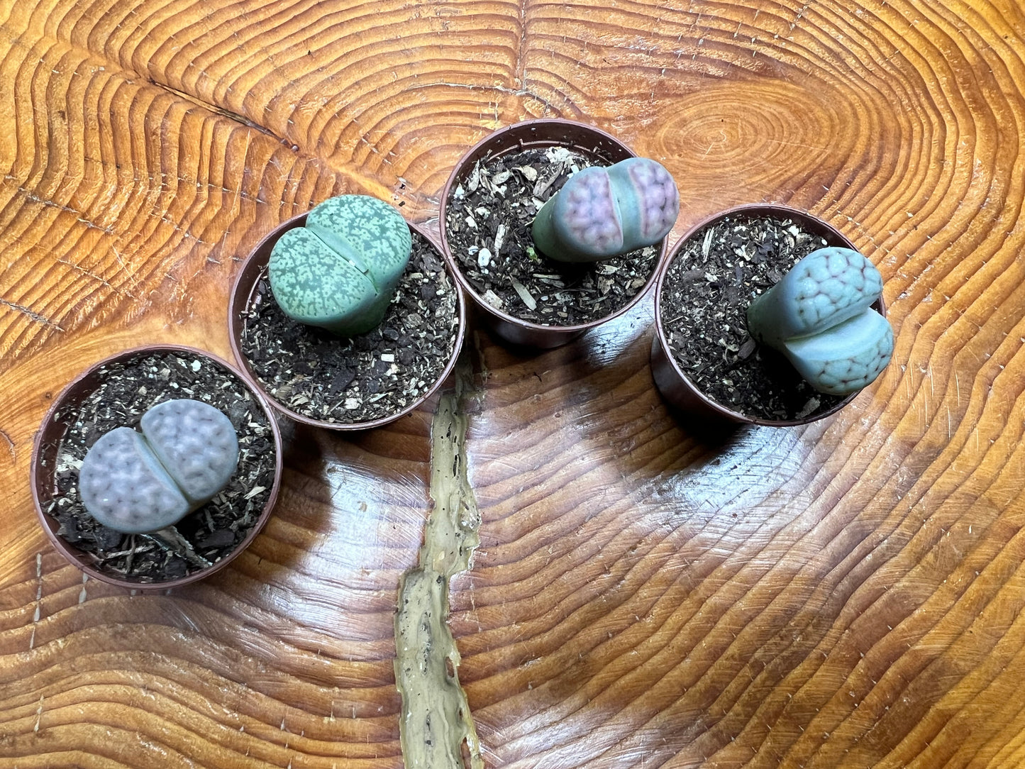 Living Stones (Lithops)