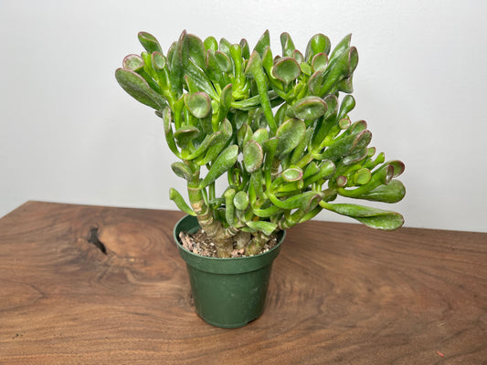 Jade- fingers 6”