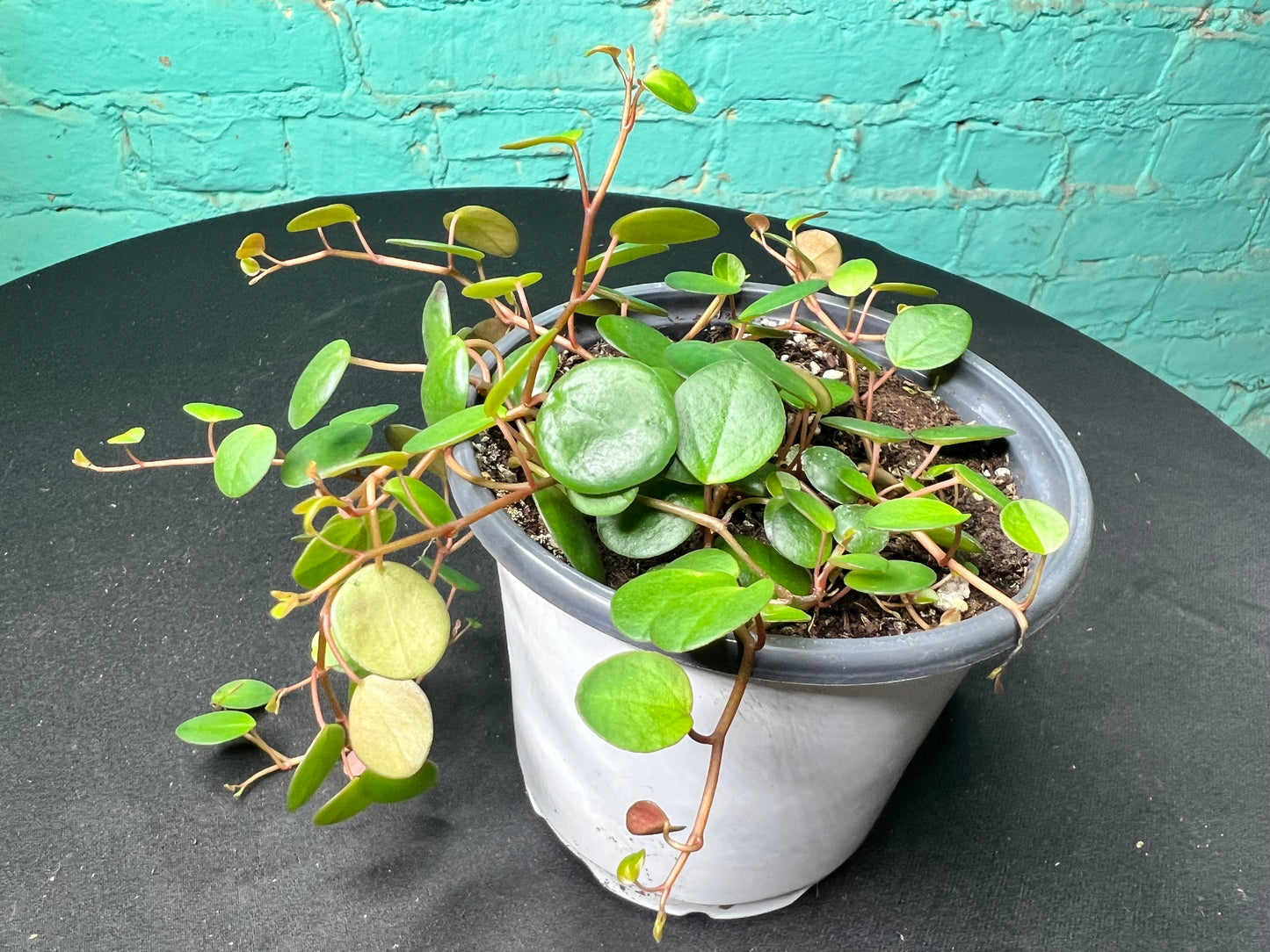 Peperomia- pepperspot