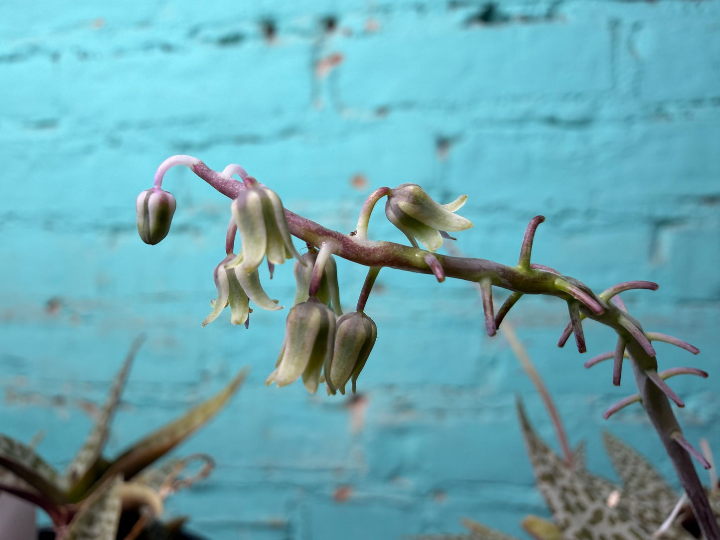Scilla violacea or Ledebouria socialis ‘Leopard Lily’ 4”