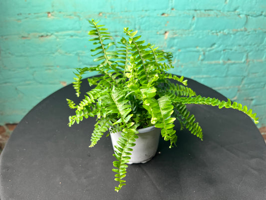 Boston Fern 4”