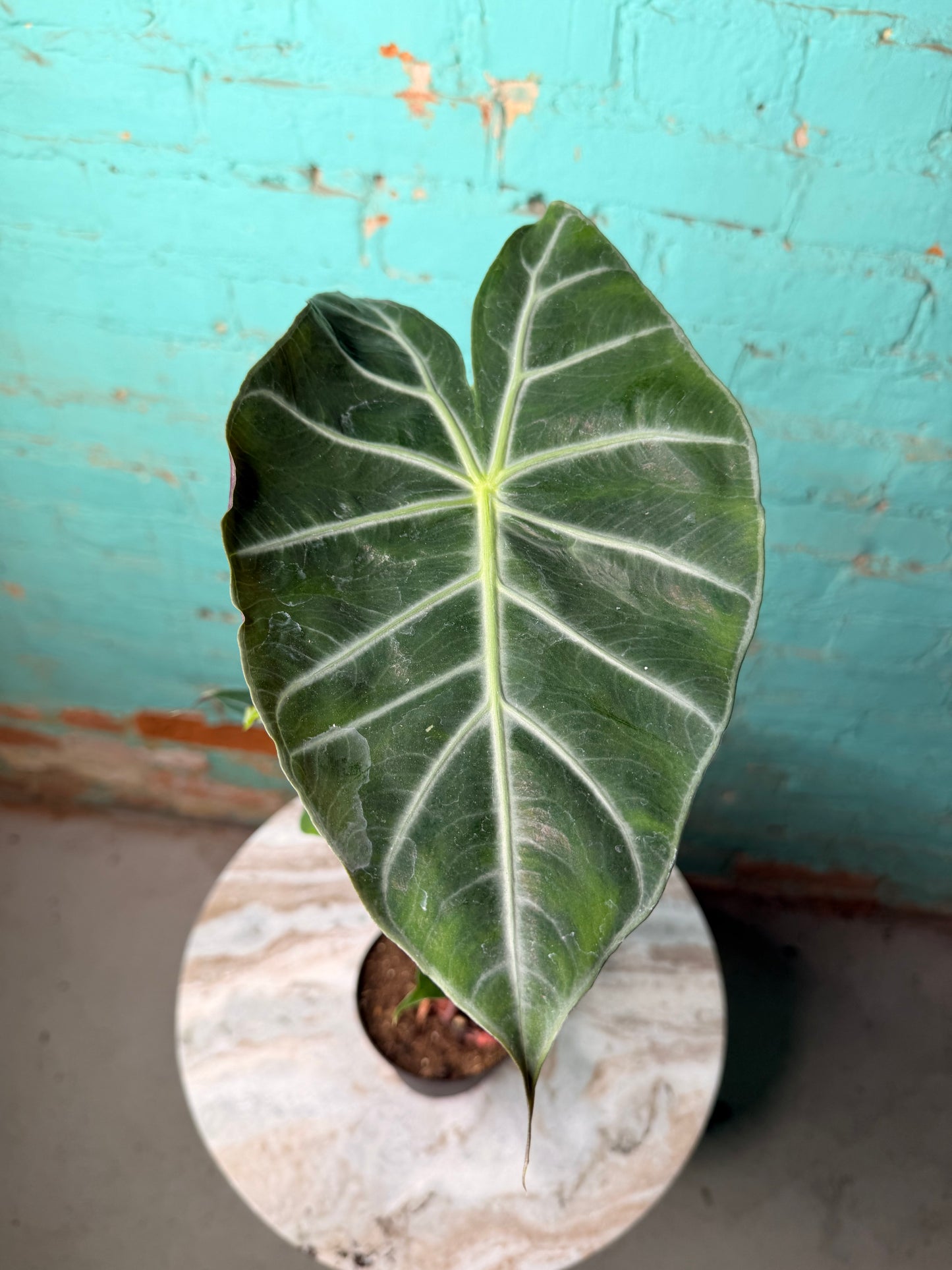Alocasia Morocco (Pink Dragon) 4”
