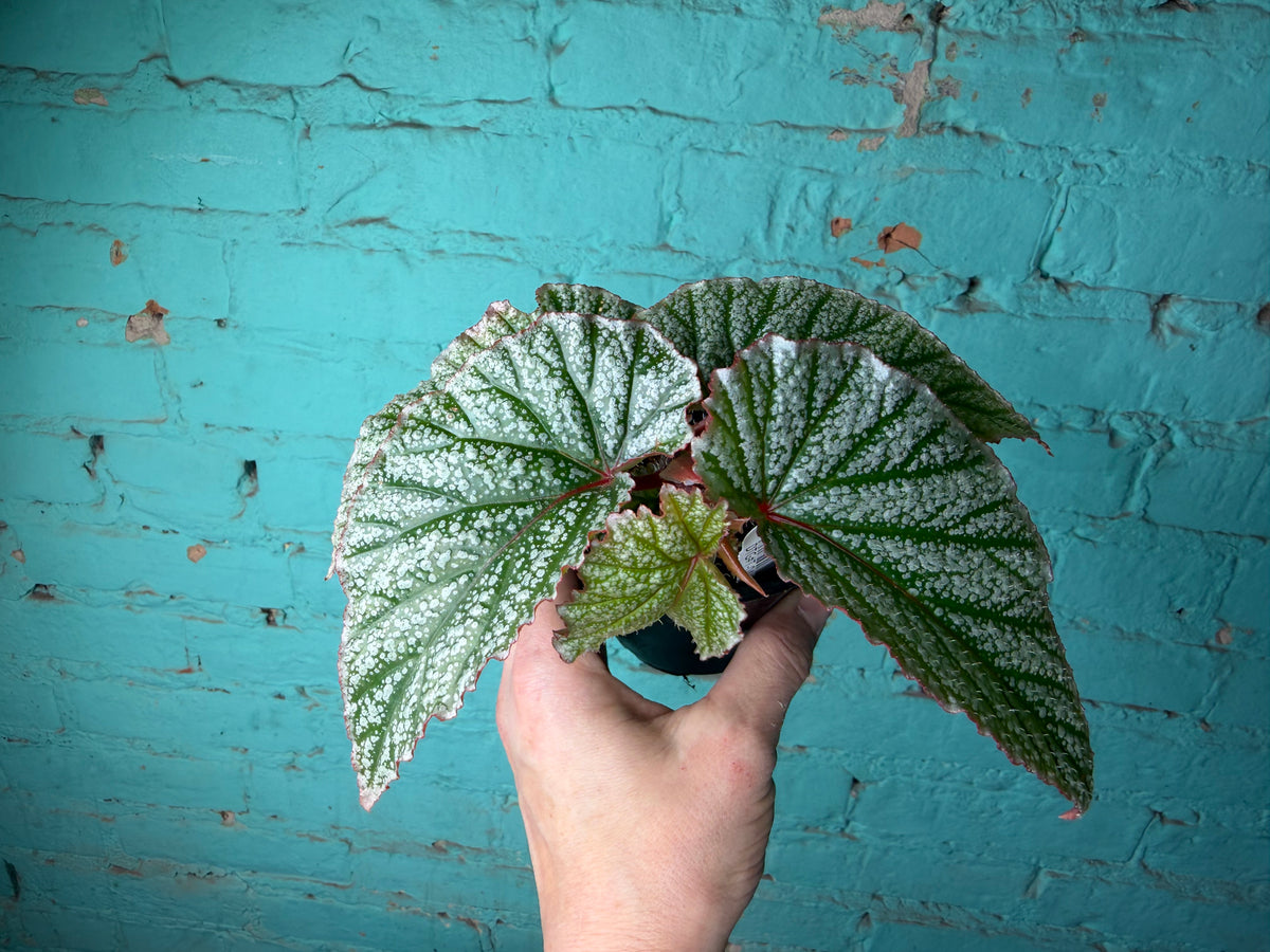 Begonia Snow Capped 4”