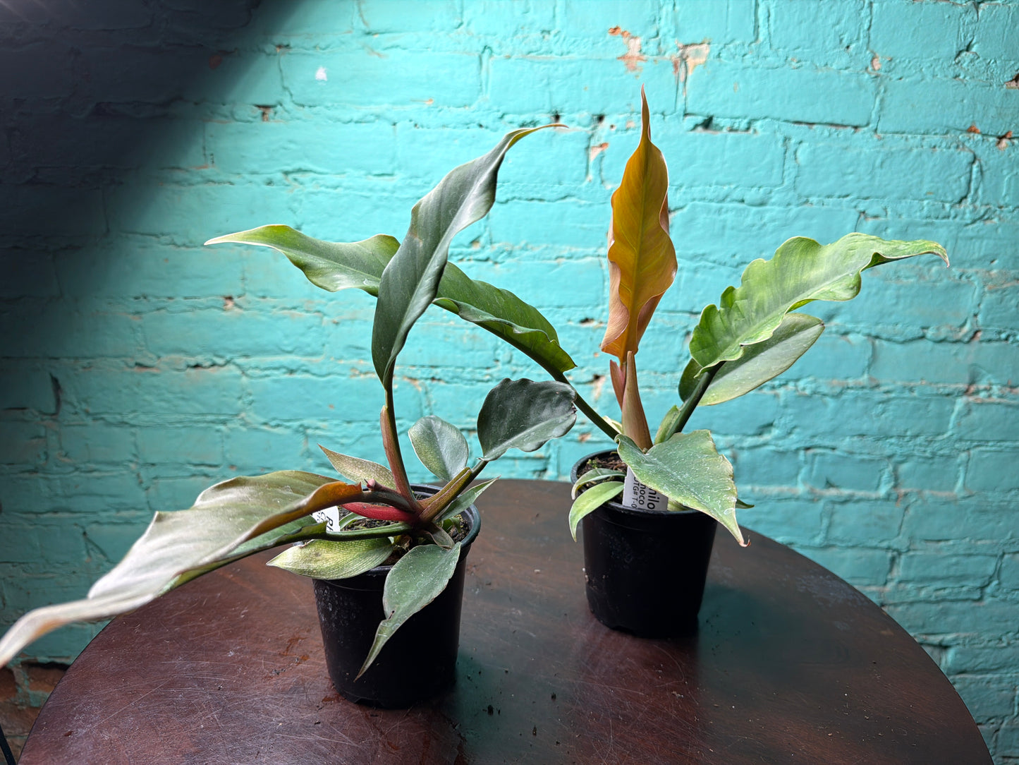 Philodendron Choco Empress 4”