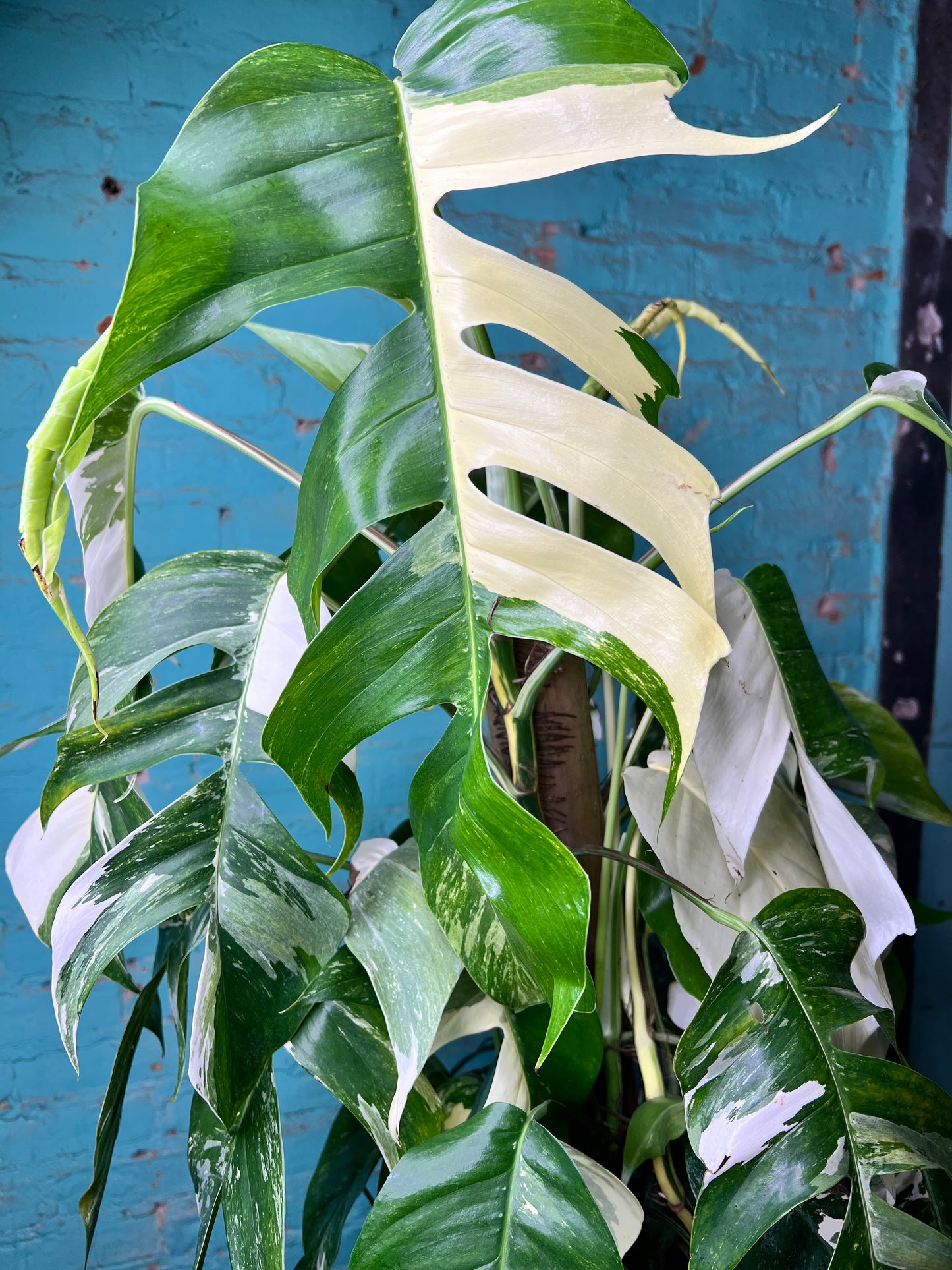 Epipremnum Albo 10” Totem