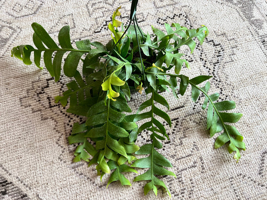 Fern Cactus 8” basket