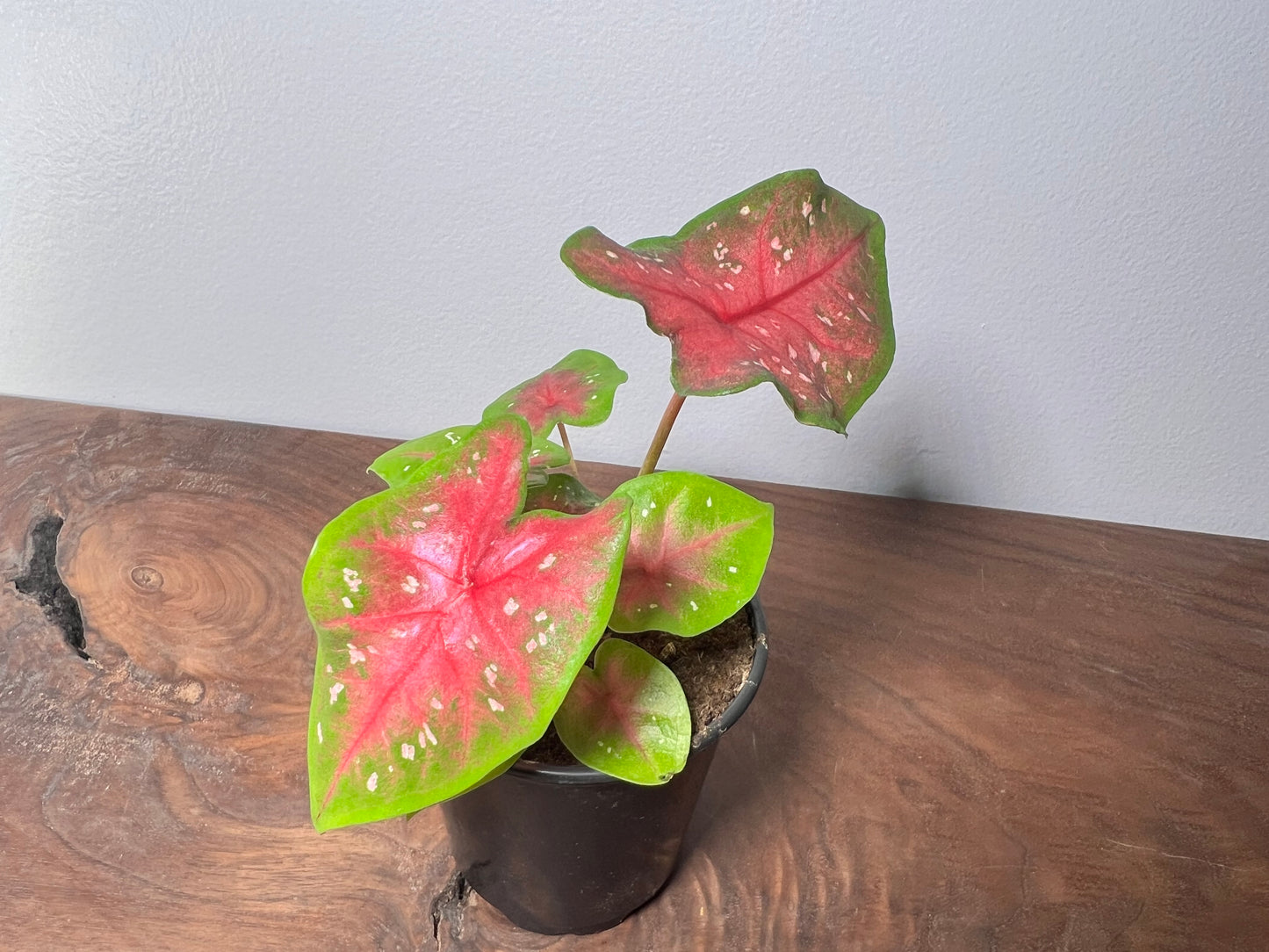 Caladium Pretty Pink 3.5”