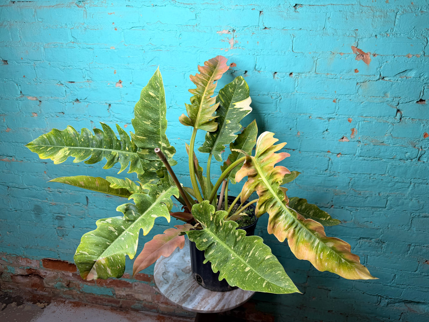 Philodendron Ring of Fire 10”