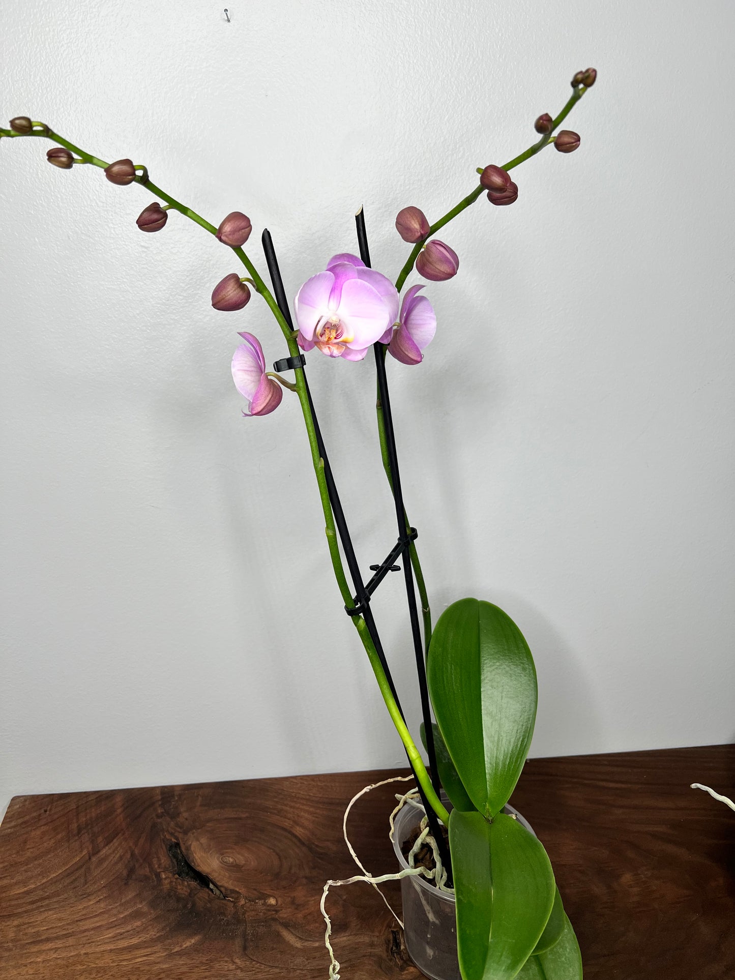 Plalaenopsis Orchid (Moth Orchid) Double Stem