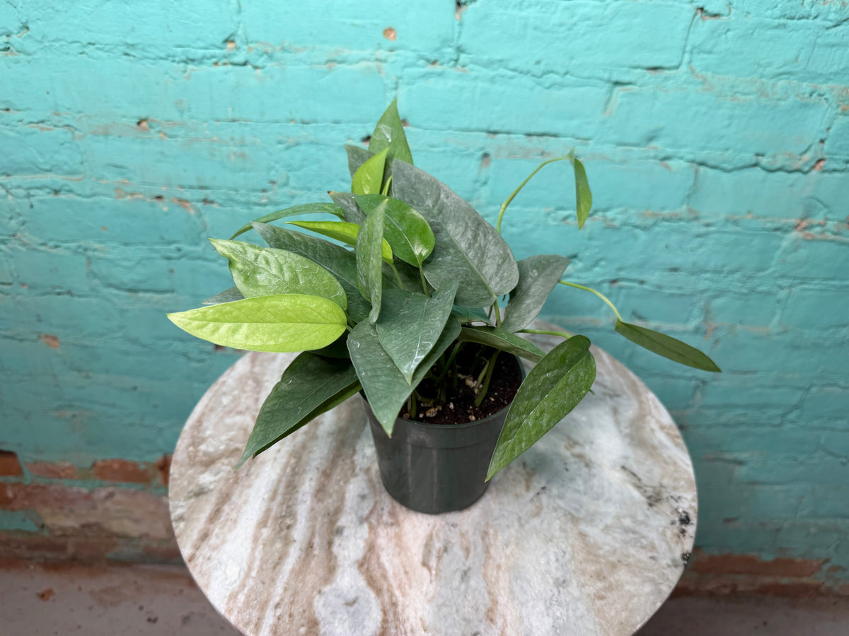 Cebu Blue Pothos 4”