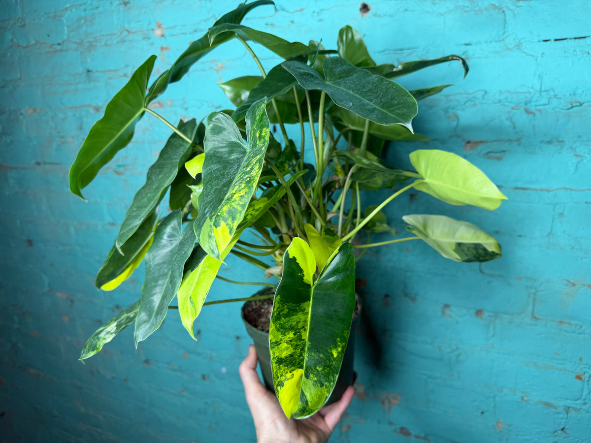 Philodendron Burle Marx Variegated 6”