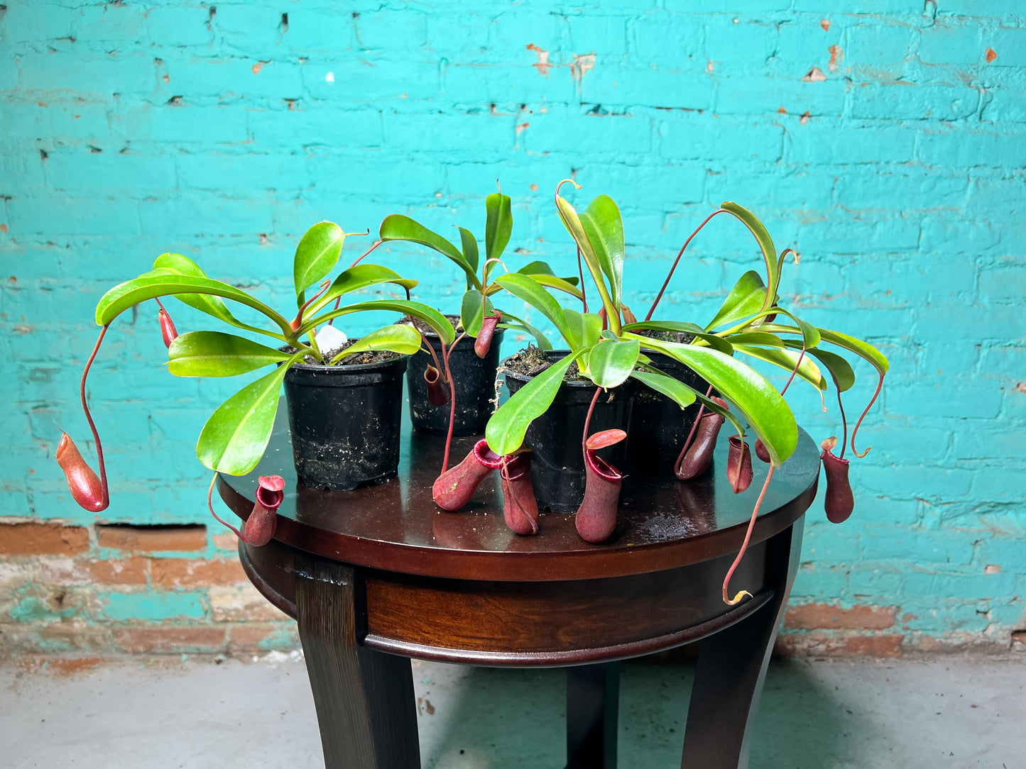 Nepenthes Pitcher Plant “Lowii” 4”