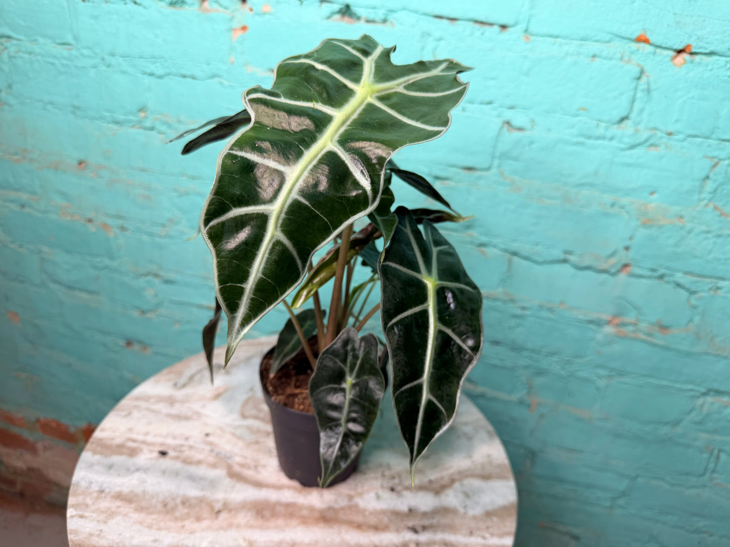 Alocasia Polly 4”
