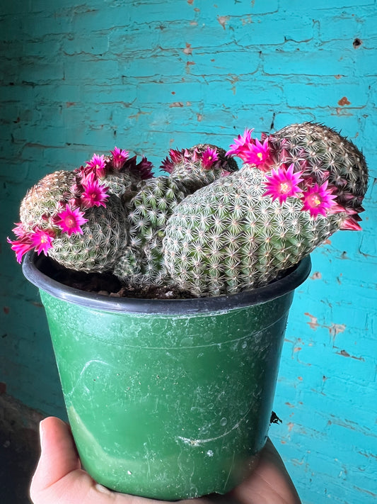 Mammillaria Spinosissima 6