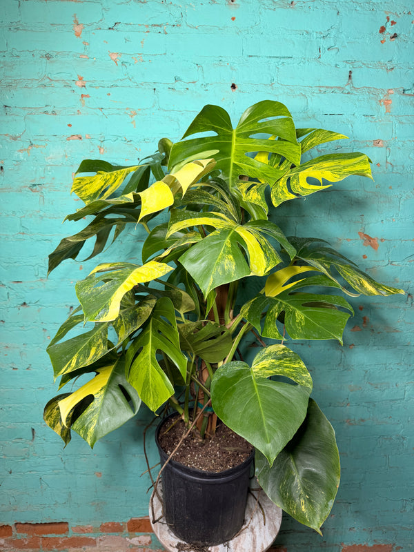 Monstera Deliciosa Aurea 10”