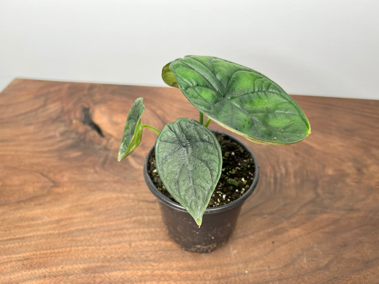 Alocasia Aegis 4”