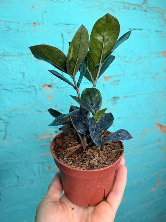 Zz plant- Raven 4”