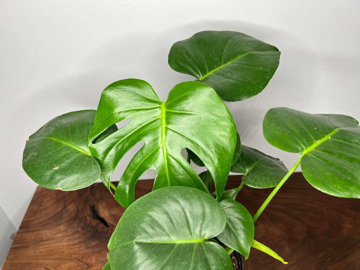 Monstera (6inch)