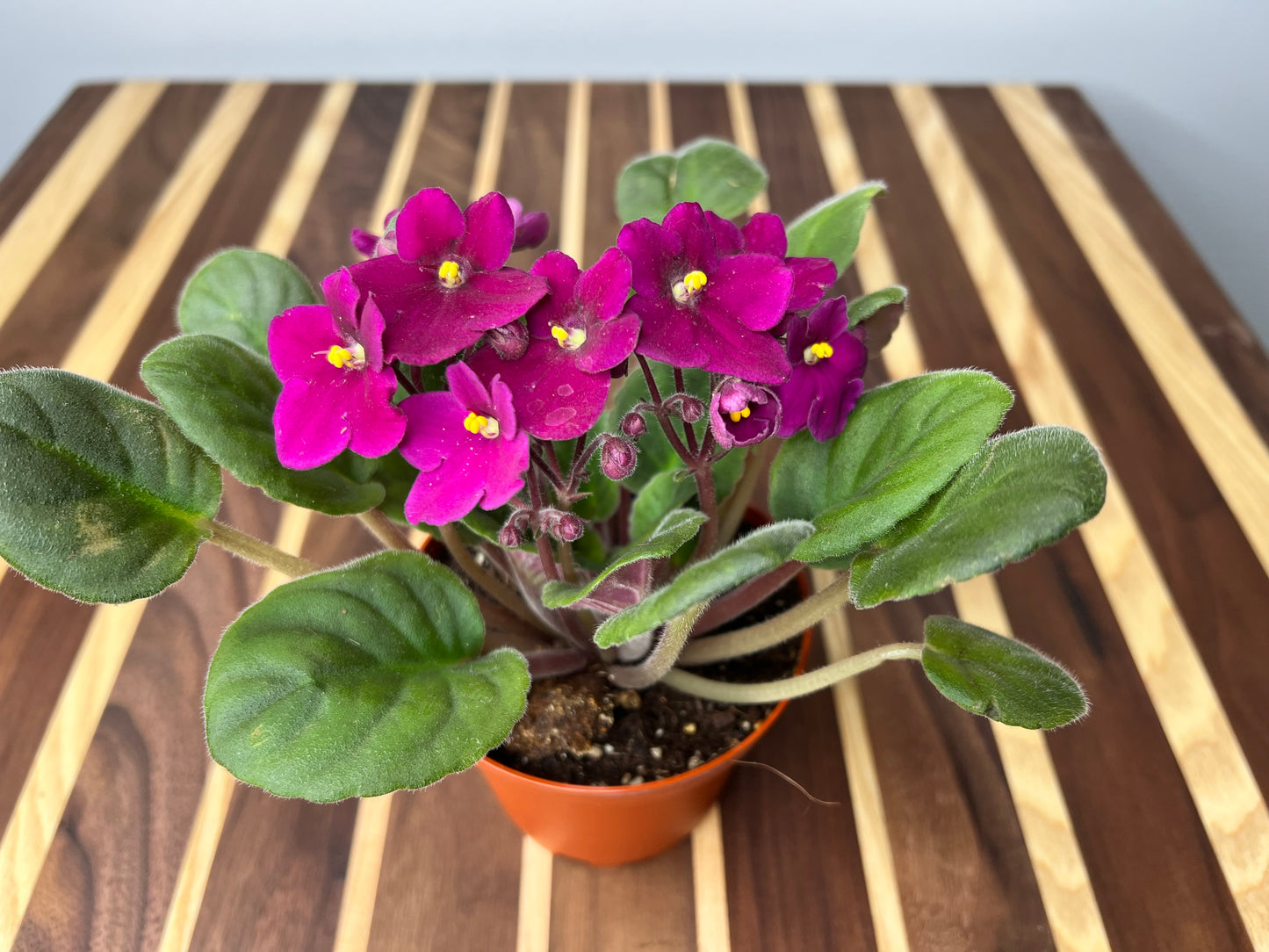 African Violets 4”