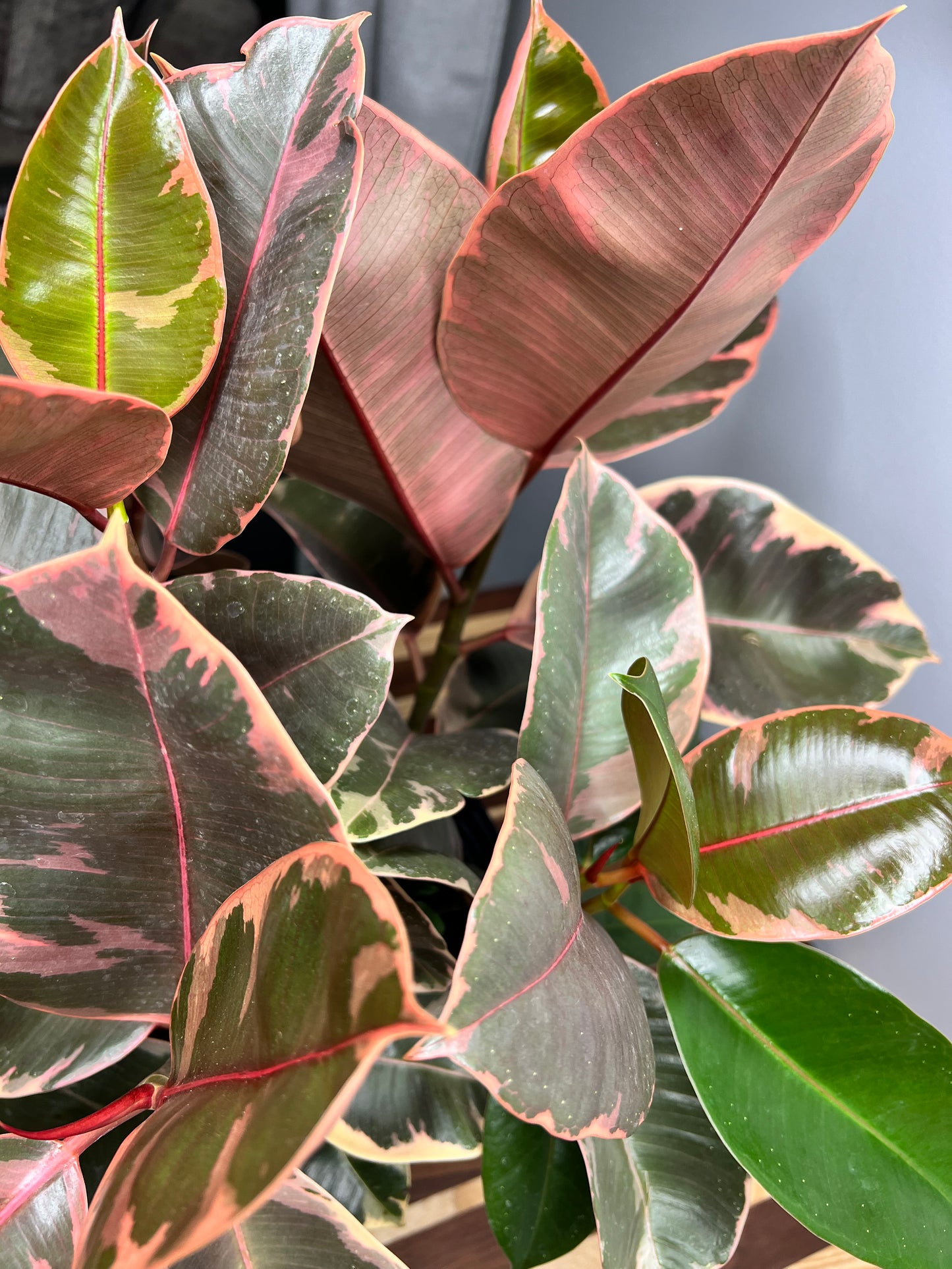 Rubber Tree - Ruby variegated 10”