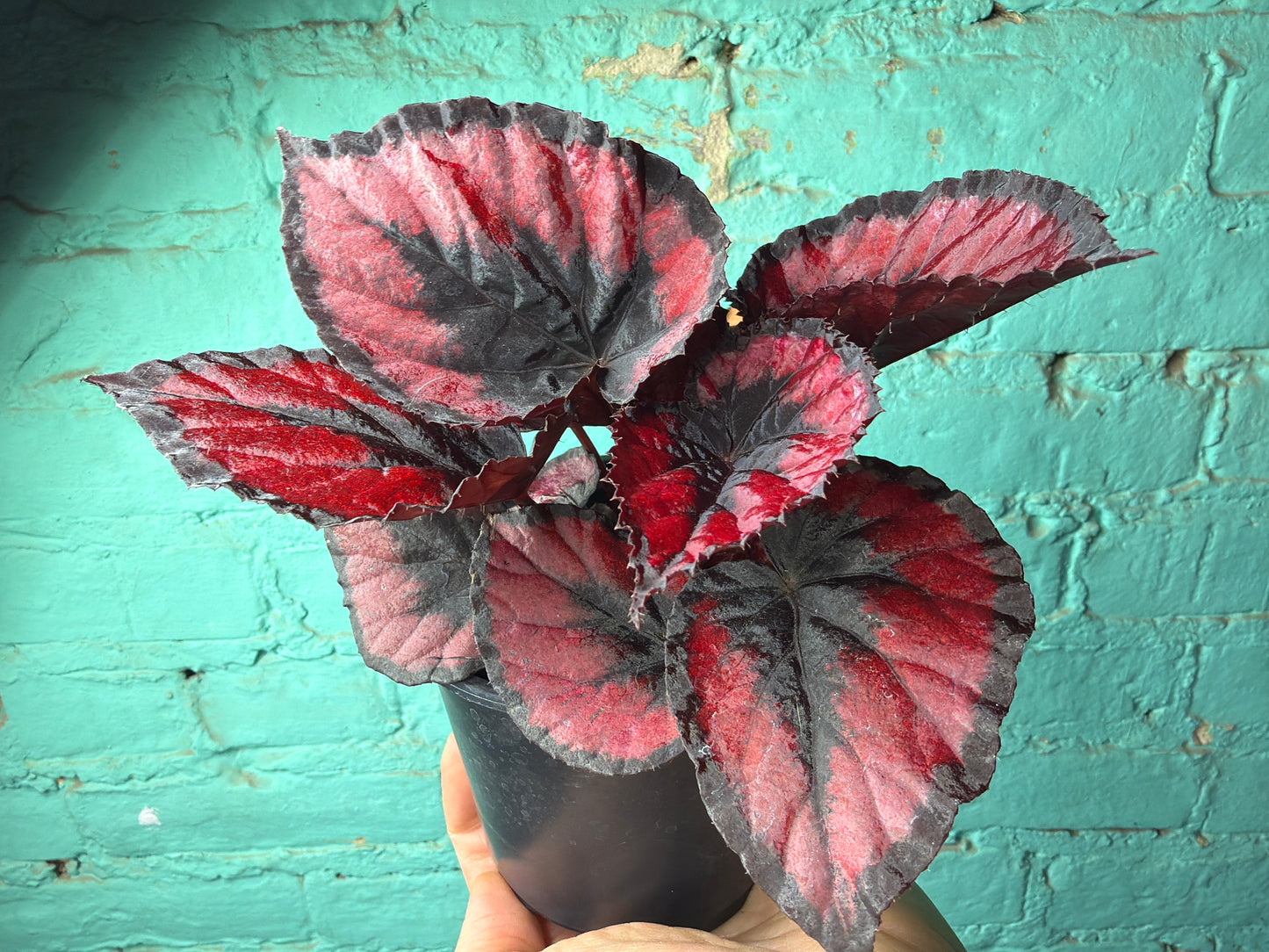 Rex Begonia Red Heart 4”