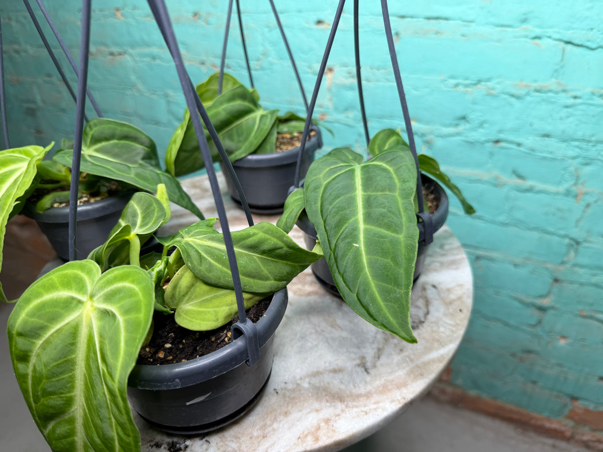 Anthurium Villenaorum 4” Basket