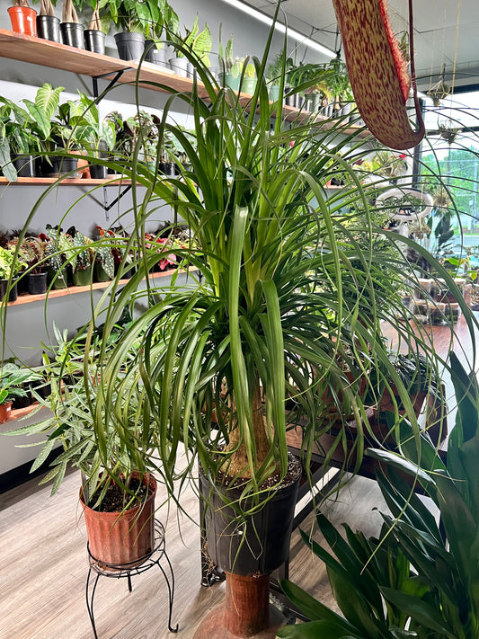 Ponytail Palm 10”