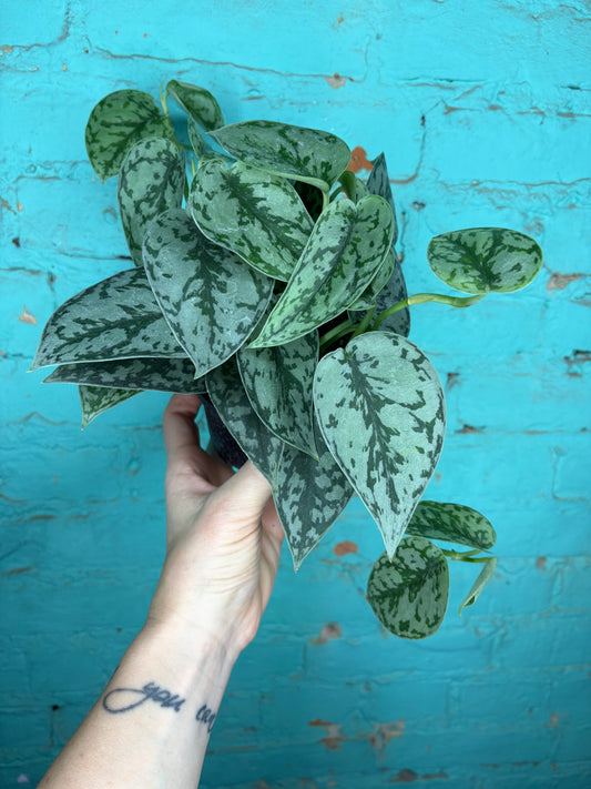 Scindapsus -Silver Lady