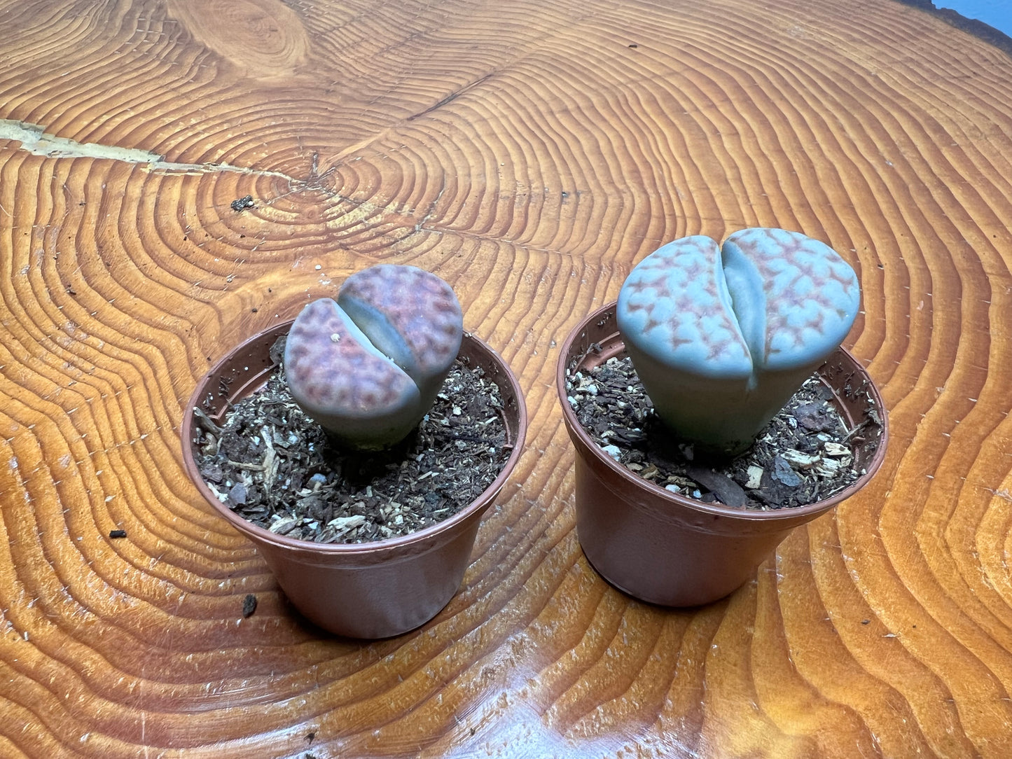 Living Stones (Lithops)