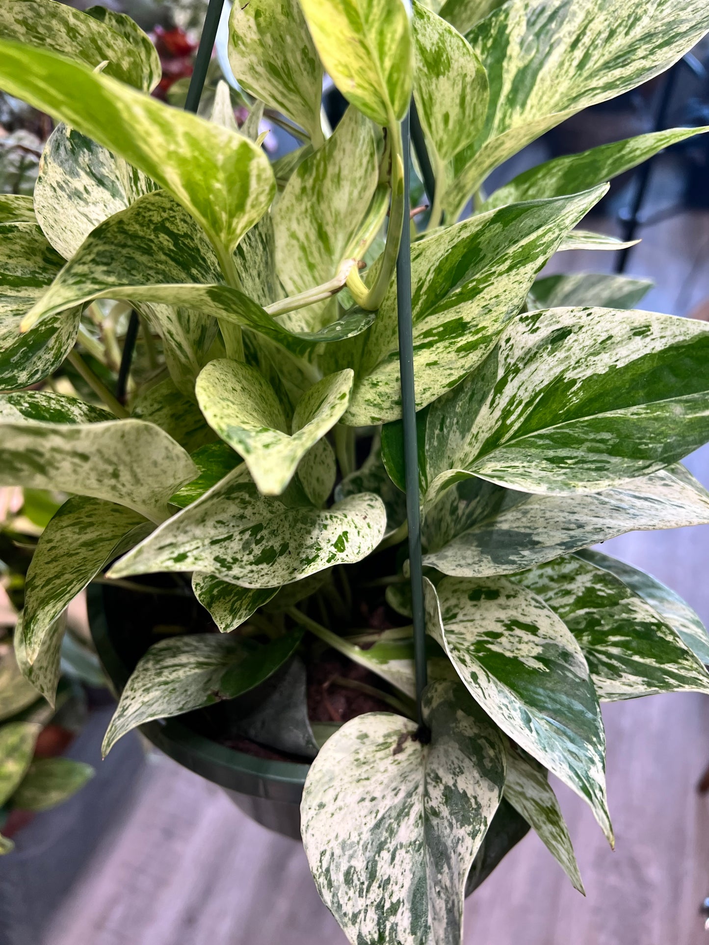 Pothos Marble Queen 8” basket