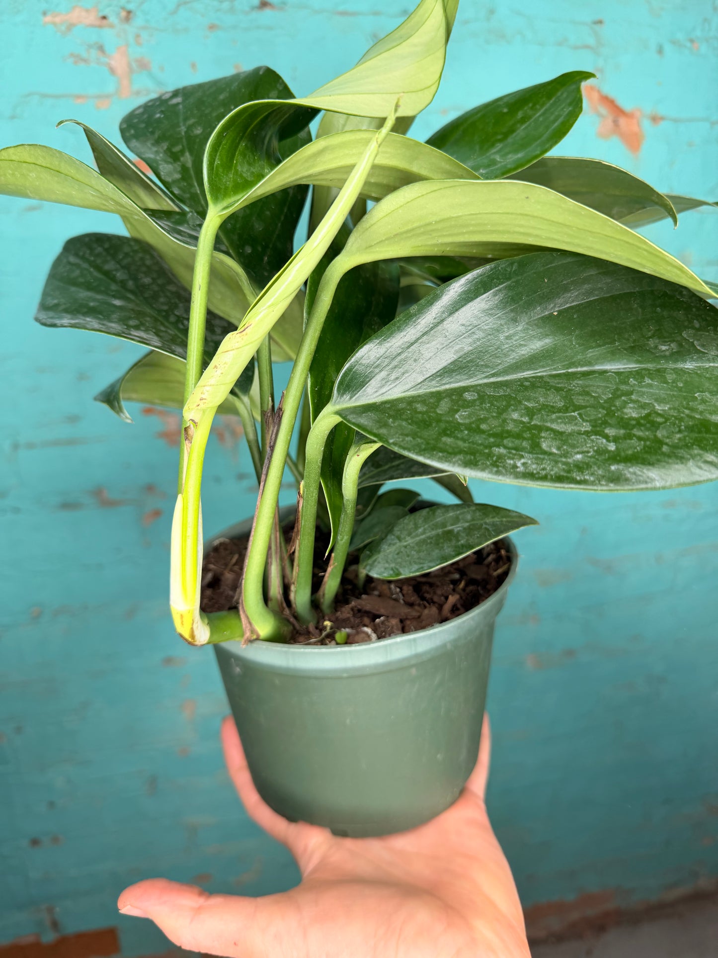 Monstera Decursiva 6” “Dragon Tail”