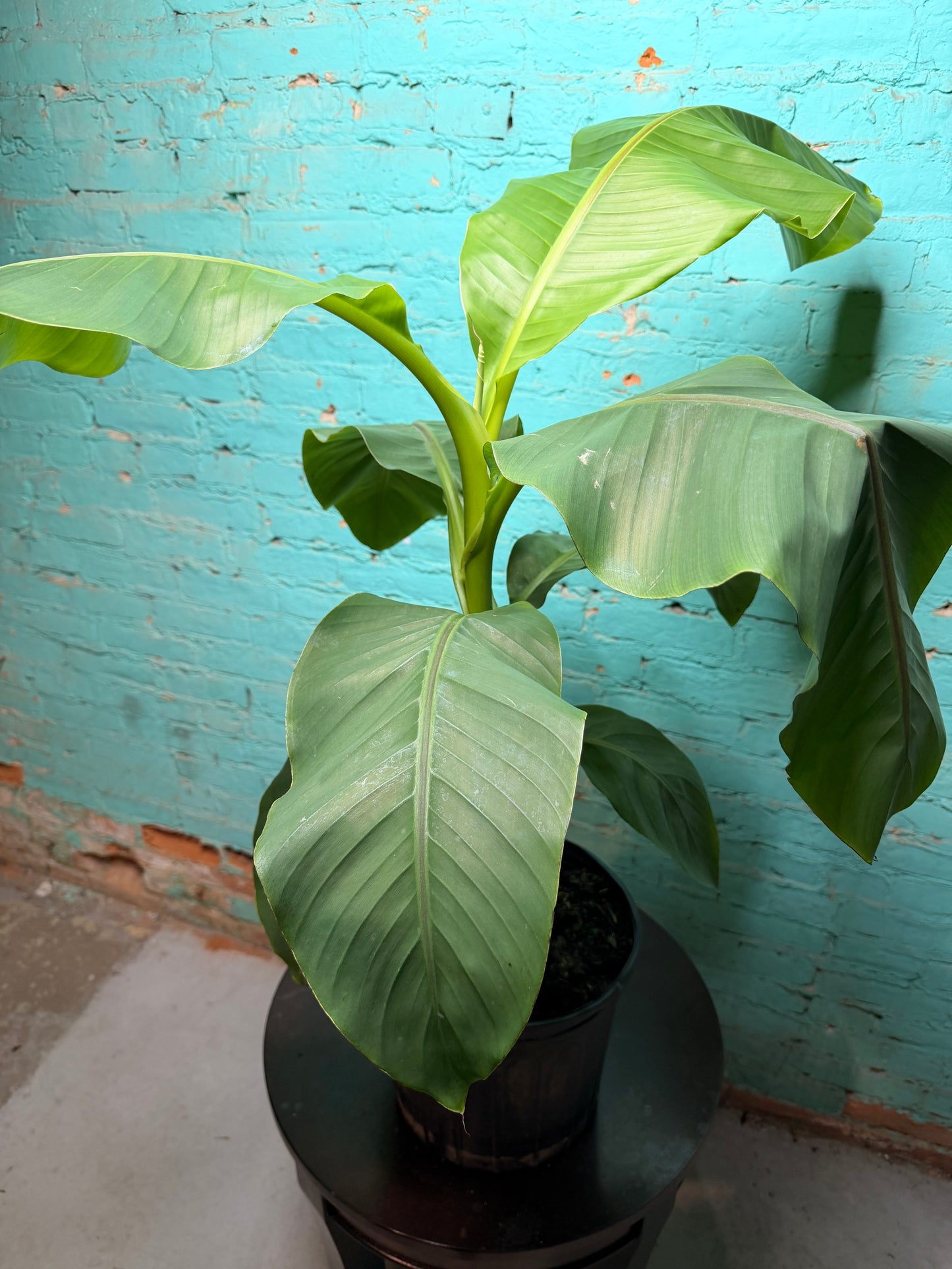 Banana Plant Ice Cream 10”