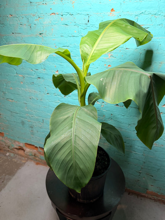 Banana Plant Ice Cream 10”