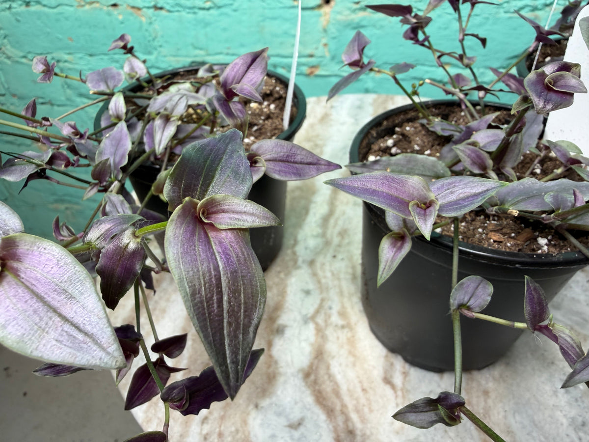 Gibasis Pellucida ‘Bridal Veil’ 4”