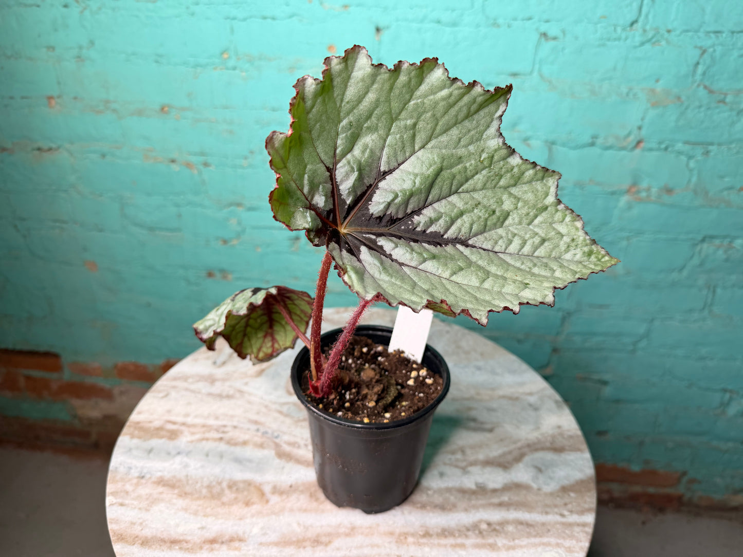 Begonia T-Rex ‘First Blush’