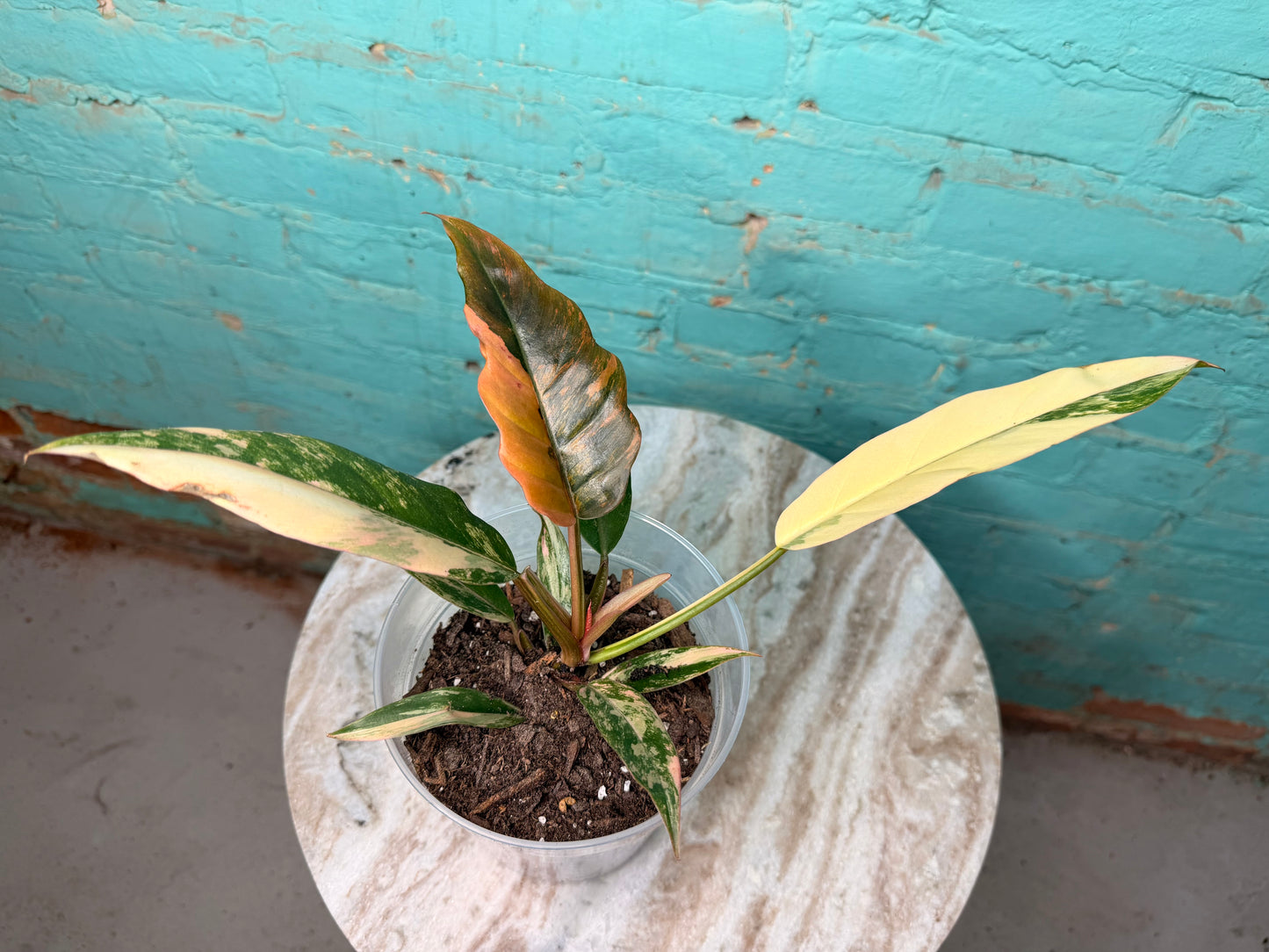 Philodendron Carmel Marble 4” (just repotted in 6”)