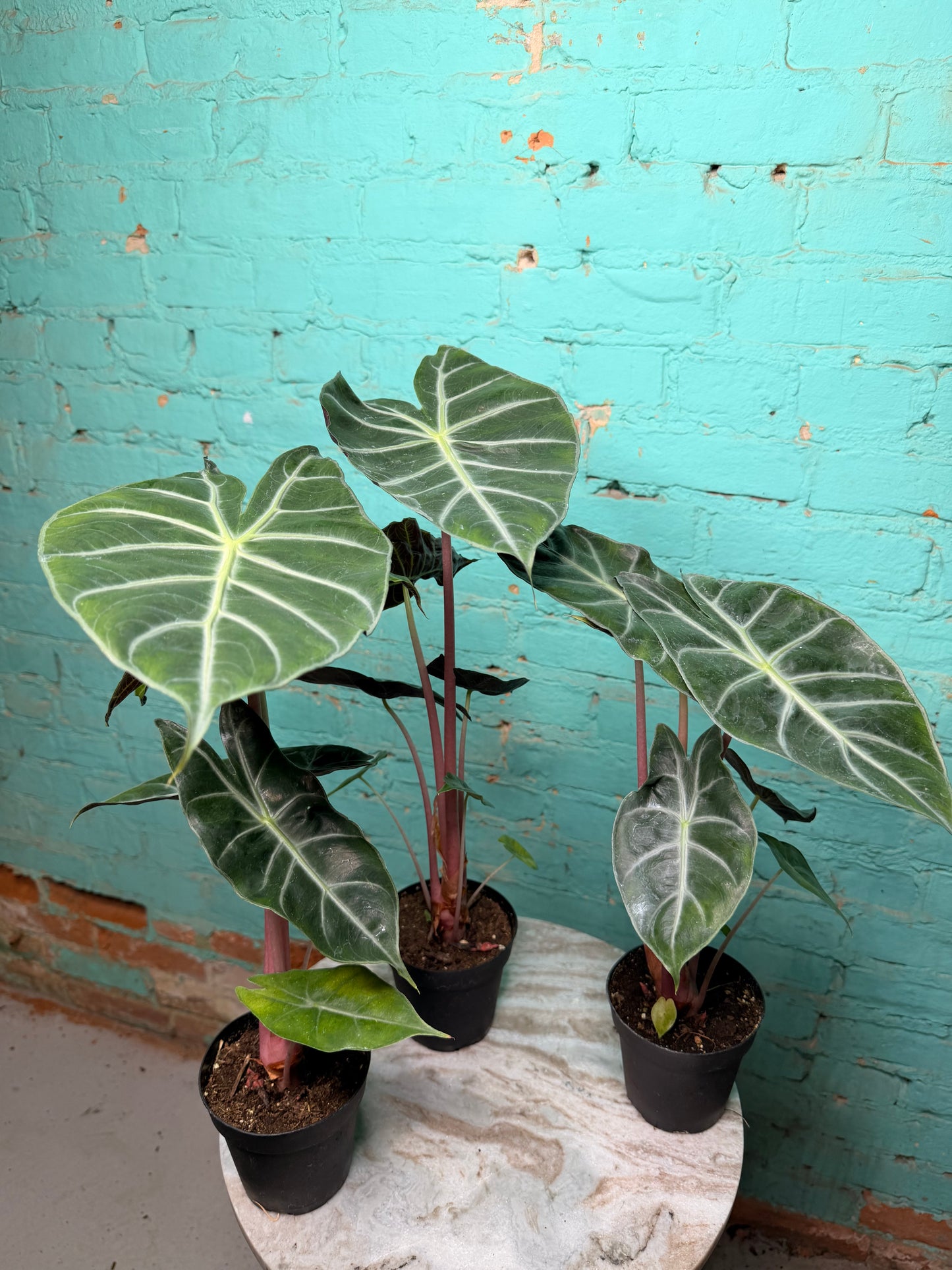 Alocasia Morocco (Pink Dragon) 4”